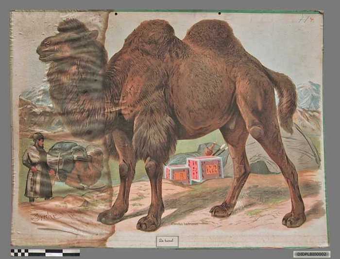 Camelus bactrianus (De Kemel)