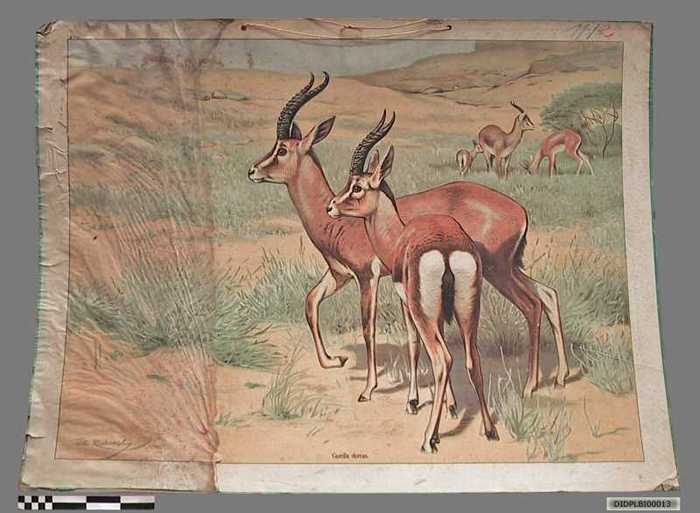 Gazelle dorcas.