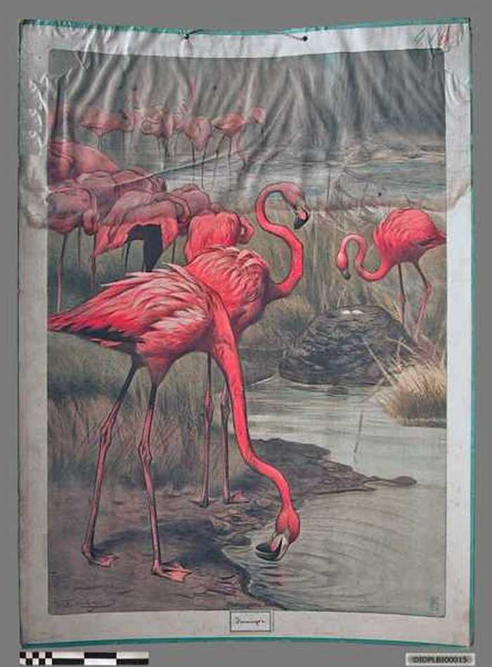Phoenicopterus ruber (Flamingos)