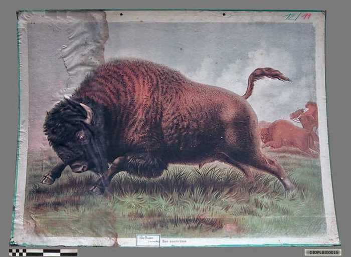 Bos Americanos (Bison - Amerika)