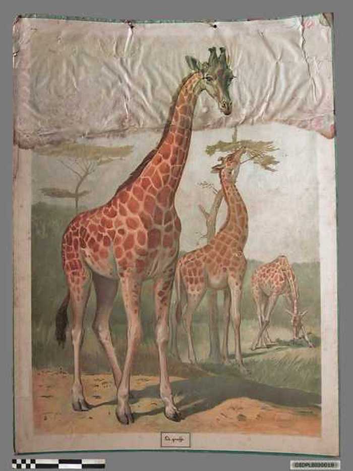 De giraffe