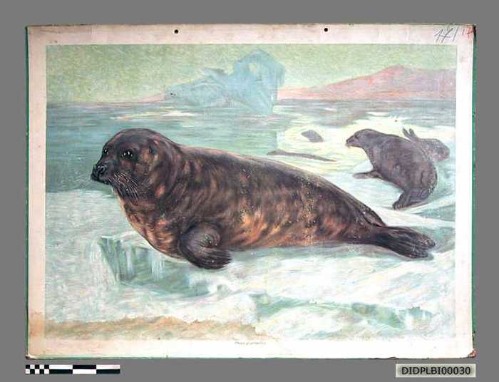 Phoca groenlandica