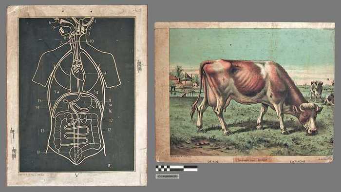 Vooraan: De menselijke organen. Achteraan: De koe