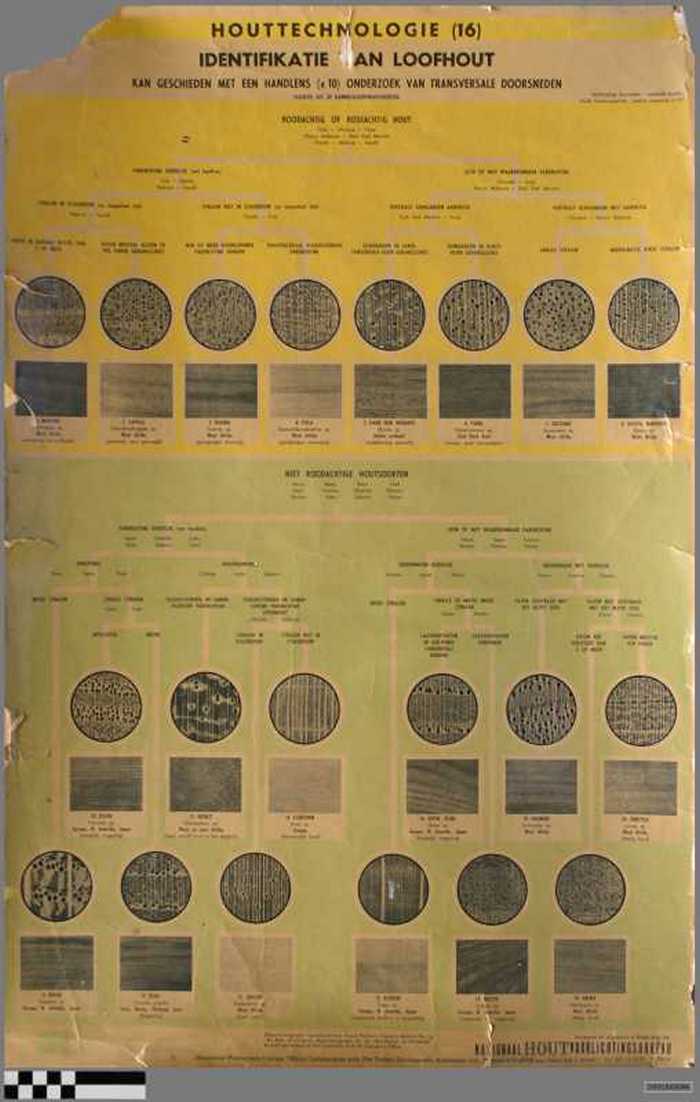 Houttechnologie (16) - Identificatie van loofhout.