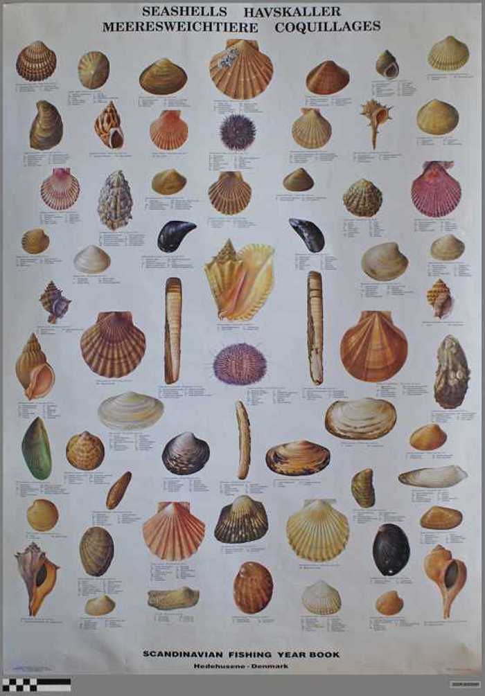 Seashells Havskaller