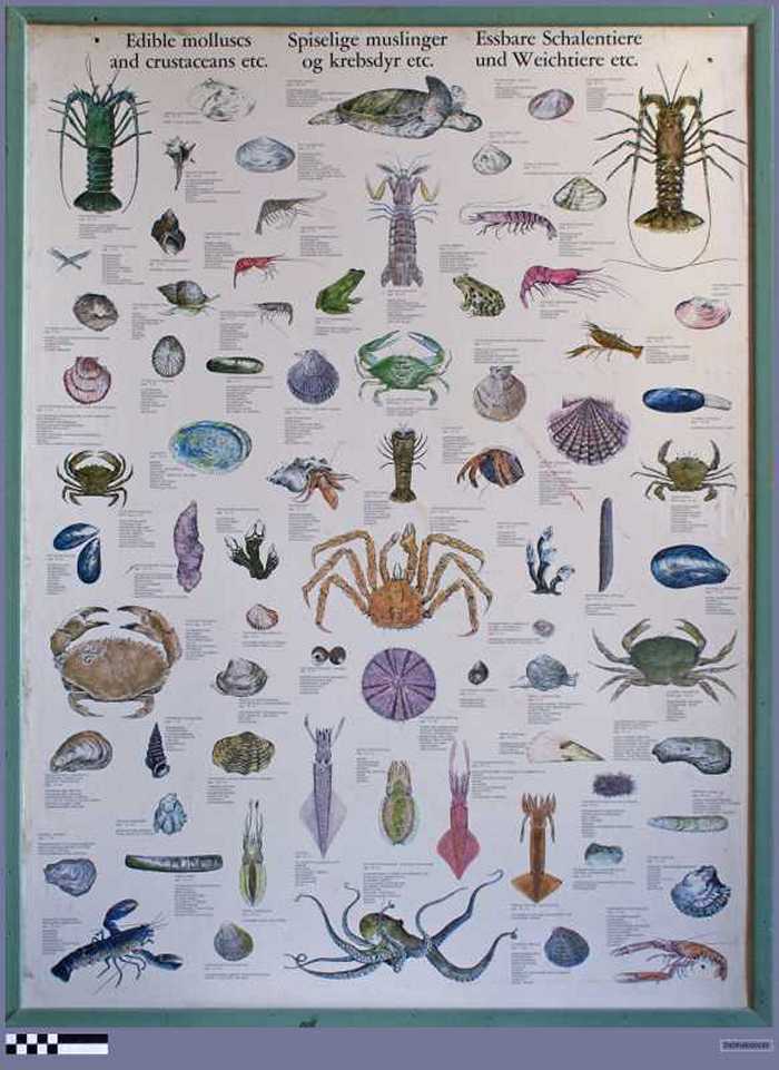 Edible molluscs and crustaceans etc. - Spiselige muslinger og krebsdyr etc. - Essbare Schalentiere und Weichtiere etc.