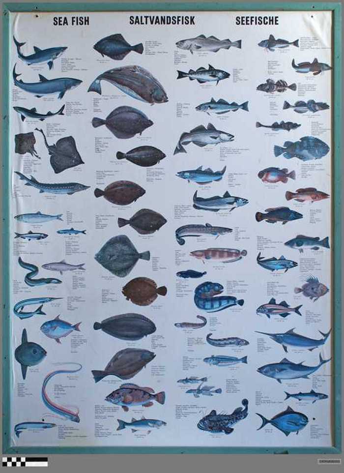 Sea Fisch - Saltvandsfisk - Seefische