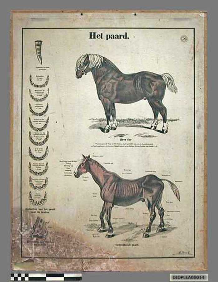 Het paard.