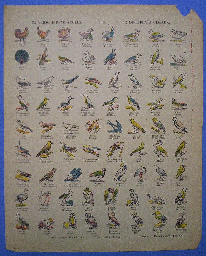 72 verschillende vogels 72 différents oiseaux