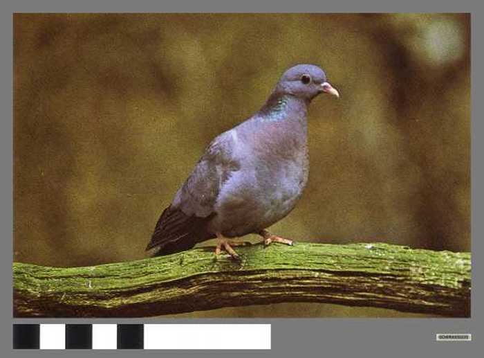 Holenduif - Pigeon colombin
