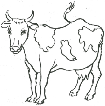 een-koe